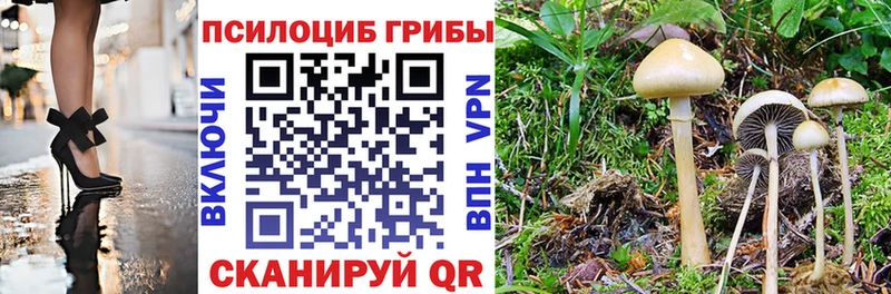 Псилоцибиновые грибы Psilocybe  Купить где  Данков 
